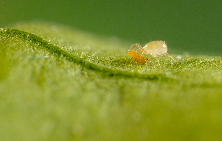 Ácaro depredador Amblydromalus limonicus (Limonica) depredando trips