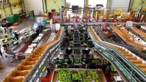 EUROPLÁTANO-IFS-FOOD