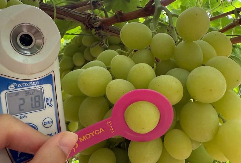 El control de calidad es un aspecto fundamental para Moyca