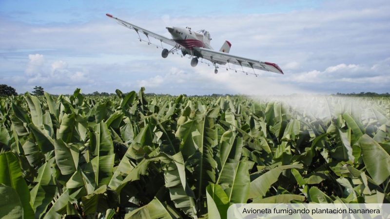 Imagen avioneta fumigadora en plantacion de banana