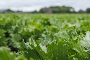 Nasonovia Defense-RIJK-ZWAAN