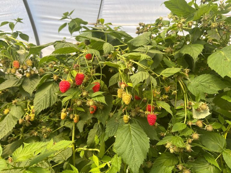 PLUS-BERRIES-FRAMBUESA