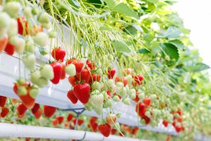 bayer-strawberry
