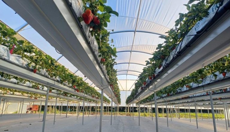 hydroponic systems fresa canal metalica uruguay (3)