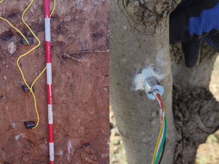 PORTAINJERTOS-CQUI-CEBAS