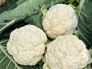 Bejo Open Days 2026 coliflores perlas del ebro