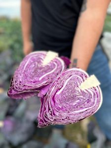 Bejo col picuda morada Red Power