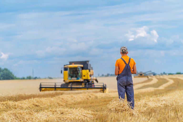 Heavy technics in wheat field. Yellow combine harvesting dry wheat. Farmer observing process.