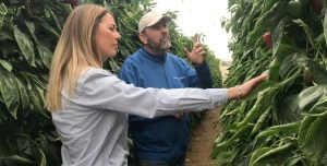 Cultivo de pimiento Ecoculture