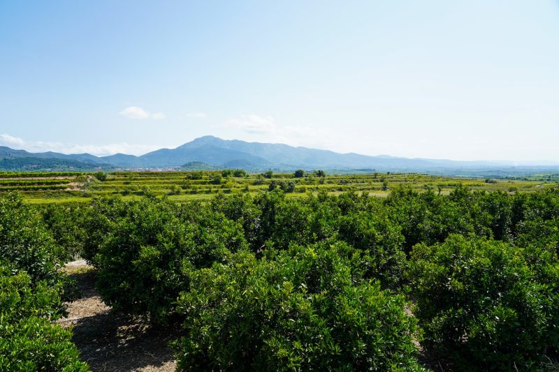 Cultivos de Camp de Llutxent-Otos