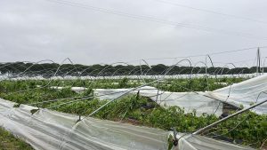DAÑOS-LLUVIA-ANDALUCIA