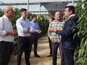 Daños cultivo pimiento borrasca Oriana en Almería