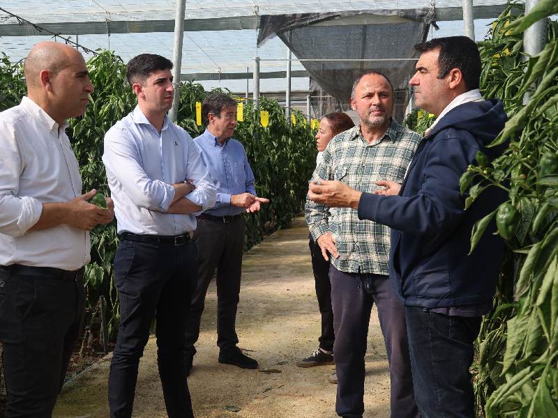 Daños cultivo pimiento borrasca Oriana en Almería