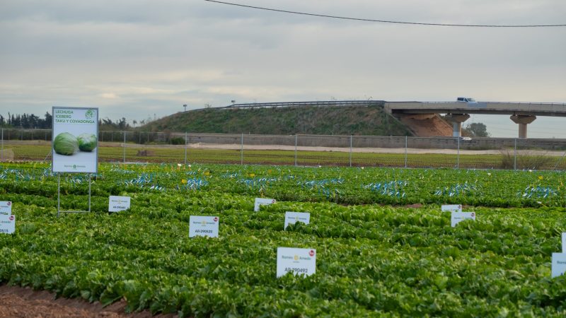 FOTOS_RA Lettuce Week -03919 221220
