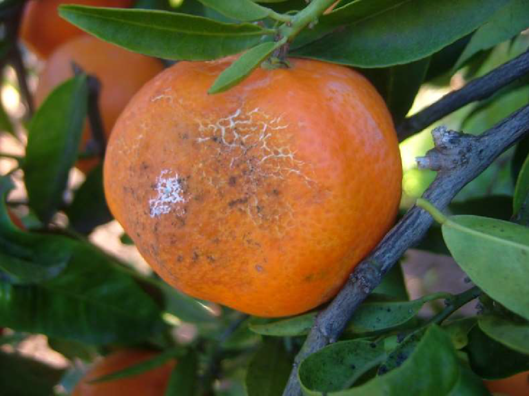 Foto recurs pixat cítrics