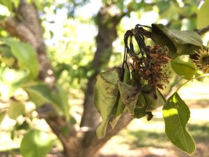 Fuego_bacteriano-FRUTALES