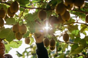 Kiwis Zespri