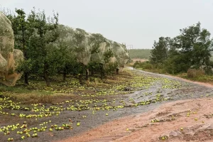 TORNADO-LANGKLOOF