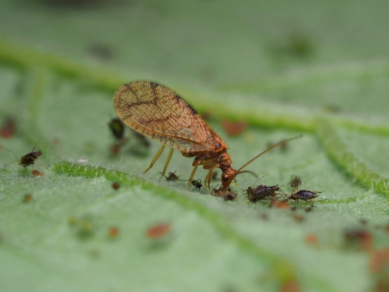 Micromus angulatus adult
