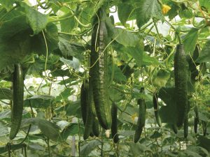 SEMILLAS-FITÓ-PEPINO