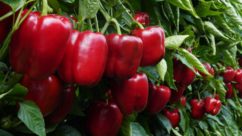 RAMIRO-ARNEDO-CALIFORNIA