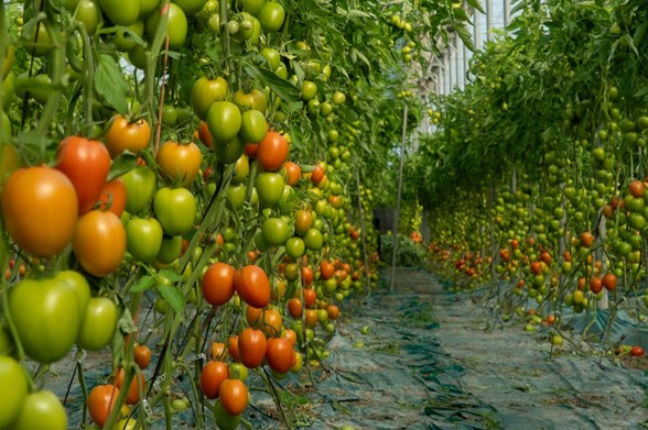 RAMIRO-ARNEDO-TOMATE