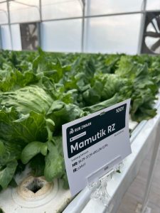 Rijk Zwaan hidropónico lechuga iceberg