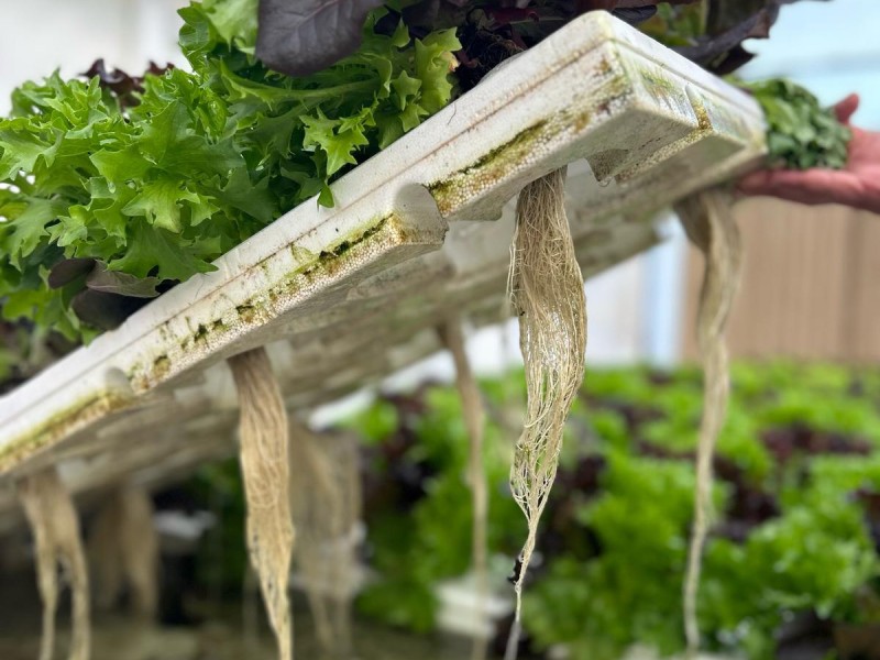 Invernadero de lechuga viva en sistema hidropónico floating con control climático