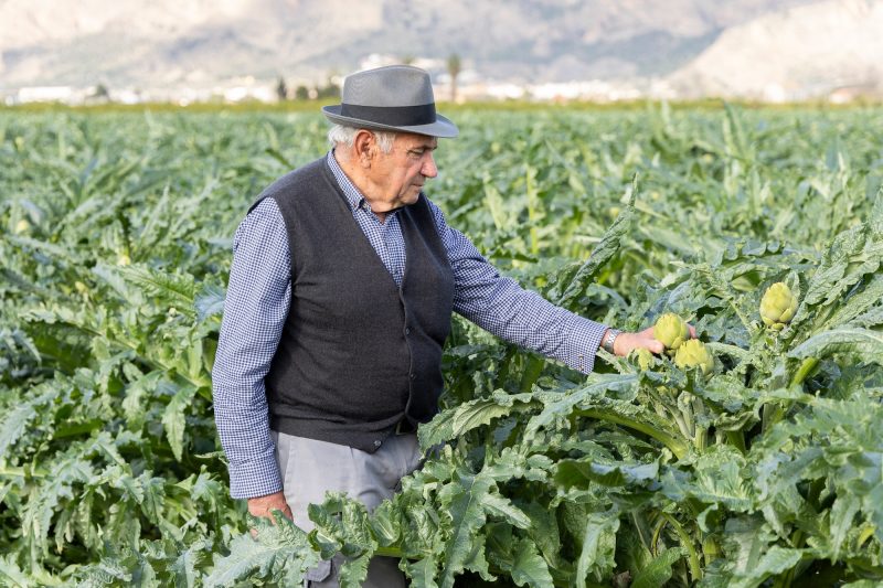 alcachofa-de-la-vega-baja