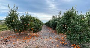 Taronges a terra vent