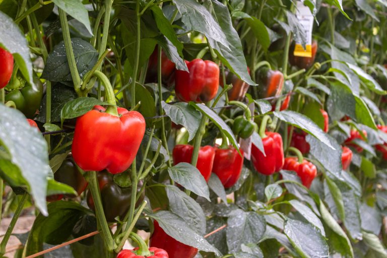 Vigilante-CapGen_Seeds_(2)