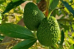 aguacate