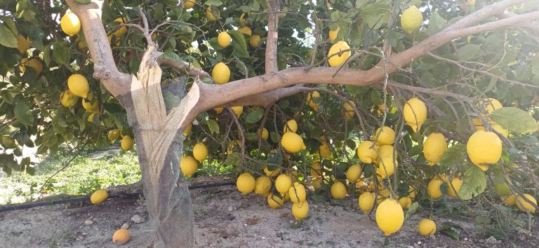 rama_rota_por_viento_limón_Orihuela