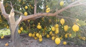 rama_rota_por_viento_limón_Orihuela