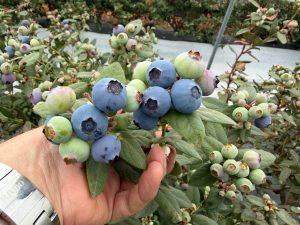 tropical-blue-global-plant-genetics