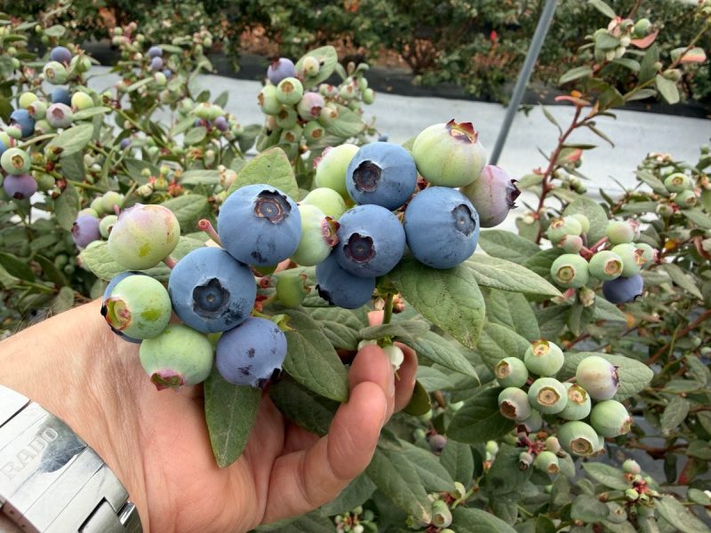 tropical-blue-global-plant-genetics