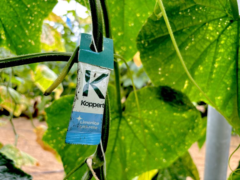 limonica ulti mite-pepino-koppert