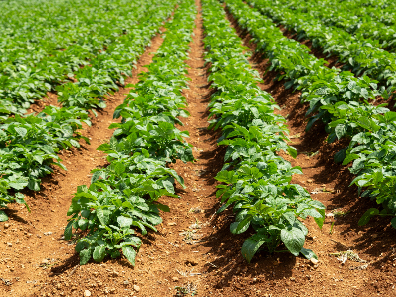 EXPORTACIÓN-ESPAÑA