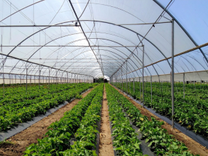 AYUDAS-CALCULADORA-COAG