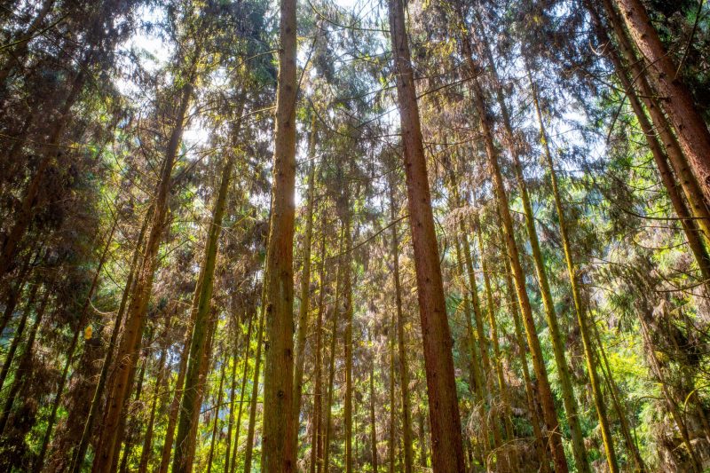 SOSTENIBILIDAD-ENVASES