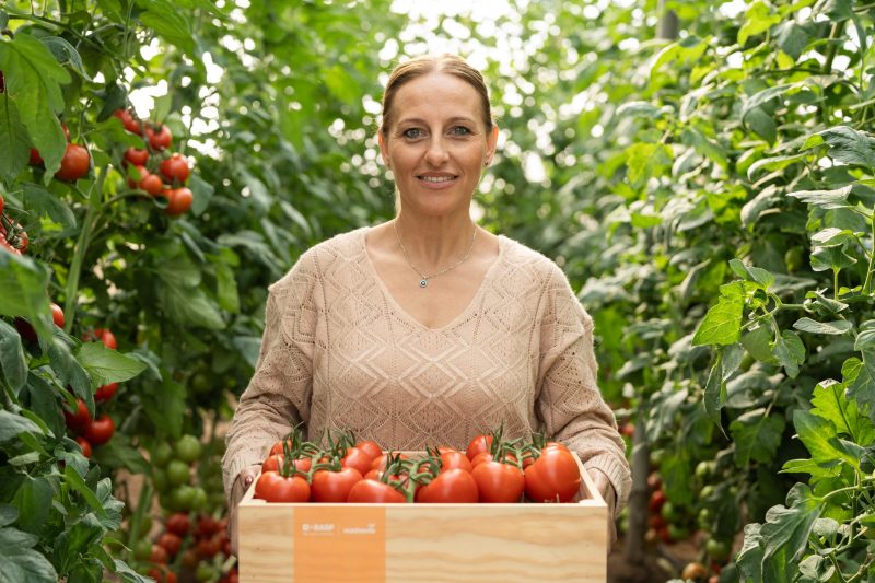 BASF-NUNHEMS-TOMATE