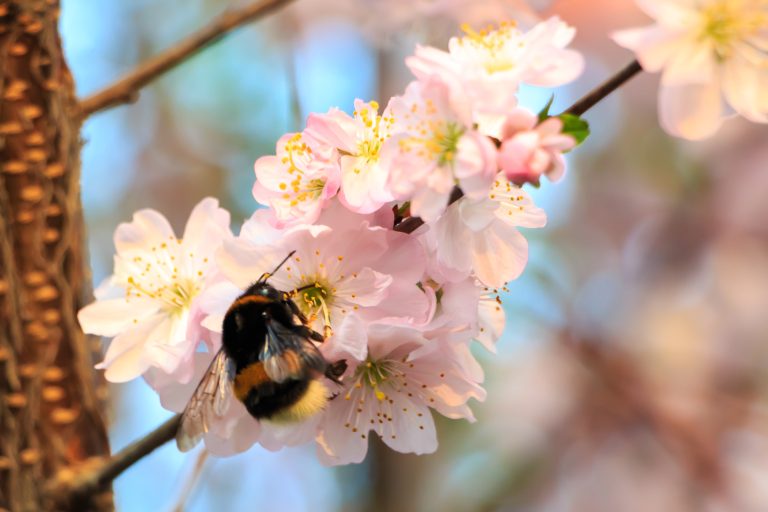 POLINIZACIÓN-BIOBEST-ABEJORROS