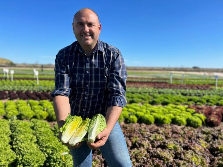 Discovery Field Days 2026 de lechuga de Enza Zaden resistente