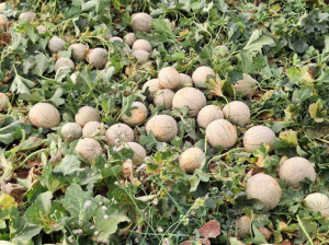 Tratamiento en melón (1)