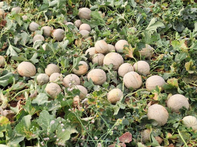 Tratamiento en melón (1)