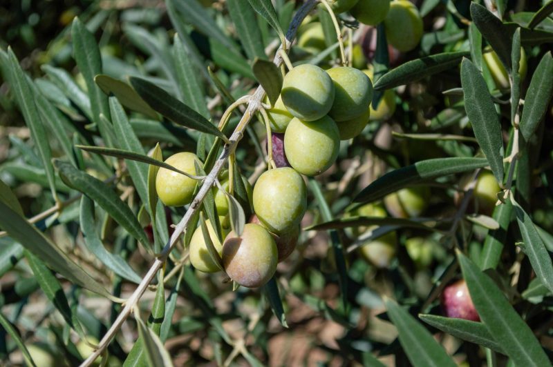 olivos