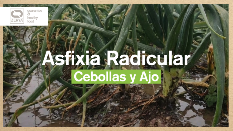 asfixia-radicular
