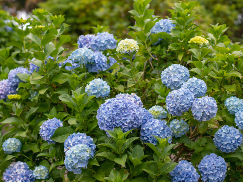 HORTENSIA
