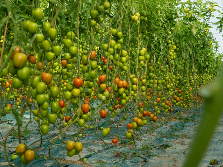 RAMIRO-ARNEDO-RESISTENCIA-RUGOSO