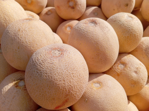 MELÓN-CASTILLA-LA-MANCHA